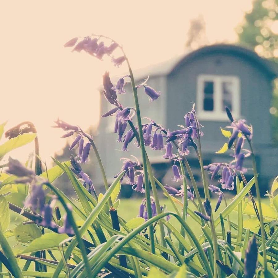 Skylark Shepherds Hut Royal Tunbridge Wells Eksteriør bilde